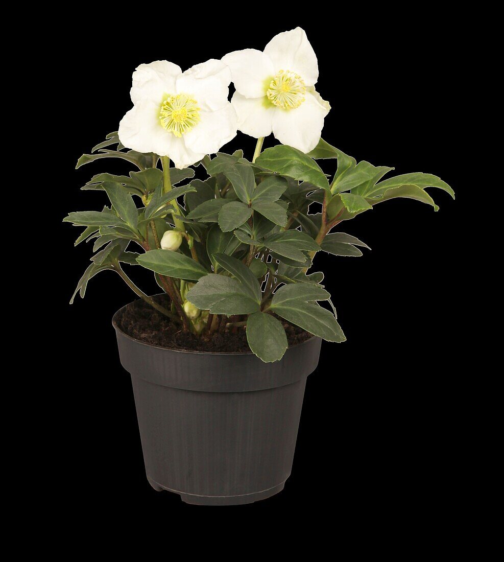 Helleborus niger Christmas Star