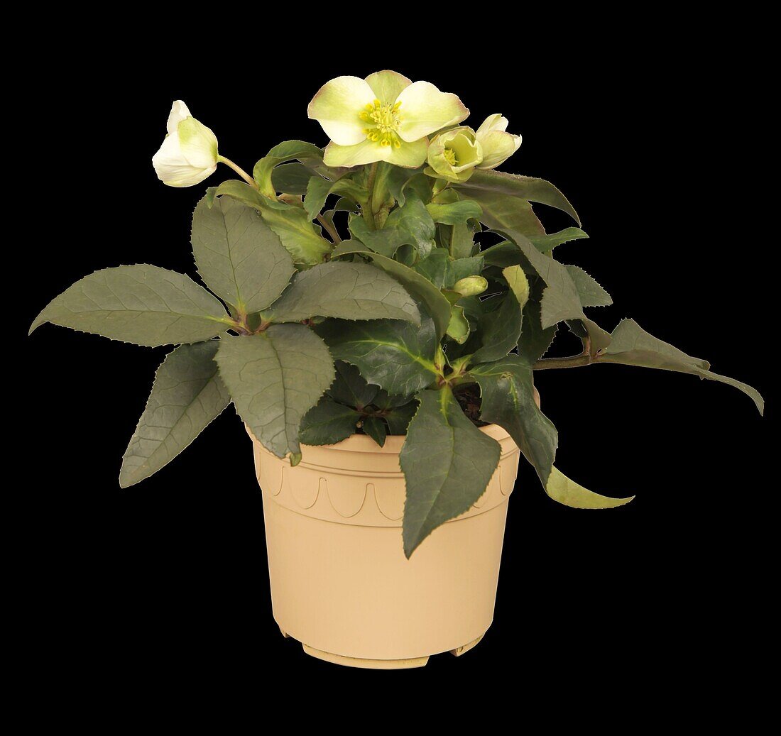 Helleborus x nigercors 'HGC Ice Breaker'®