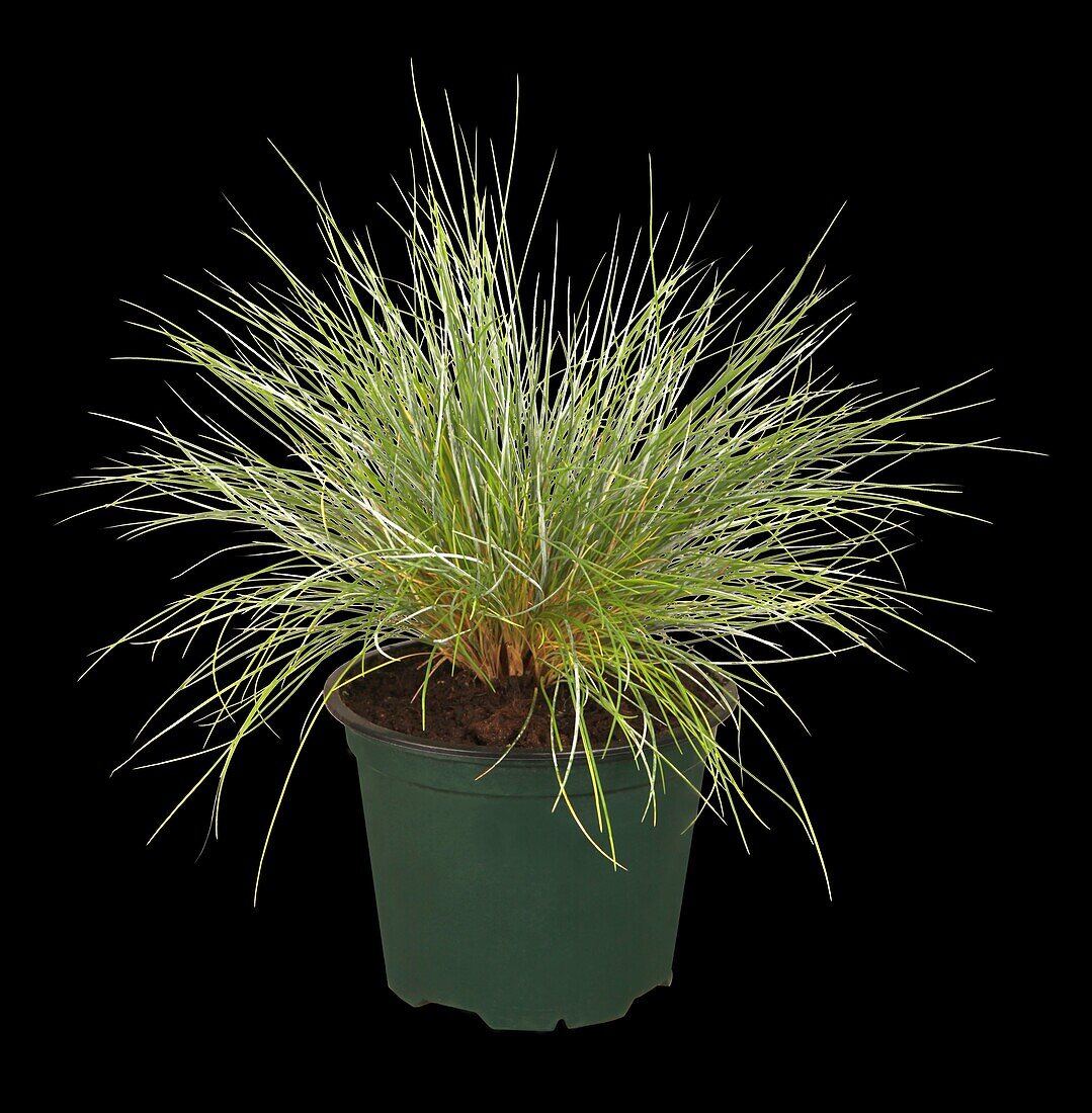 Festuca glauca