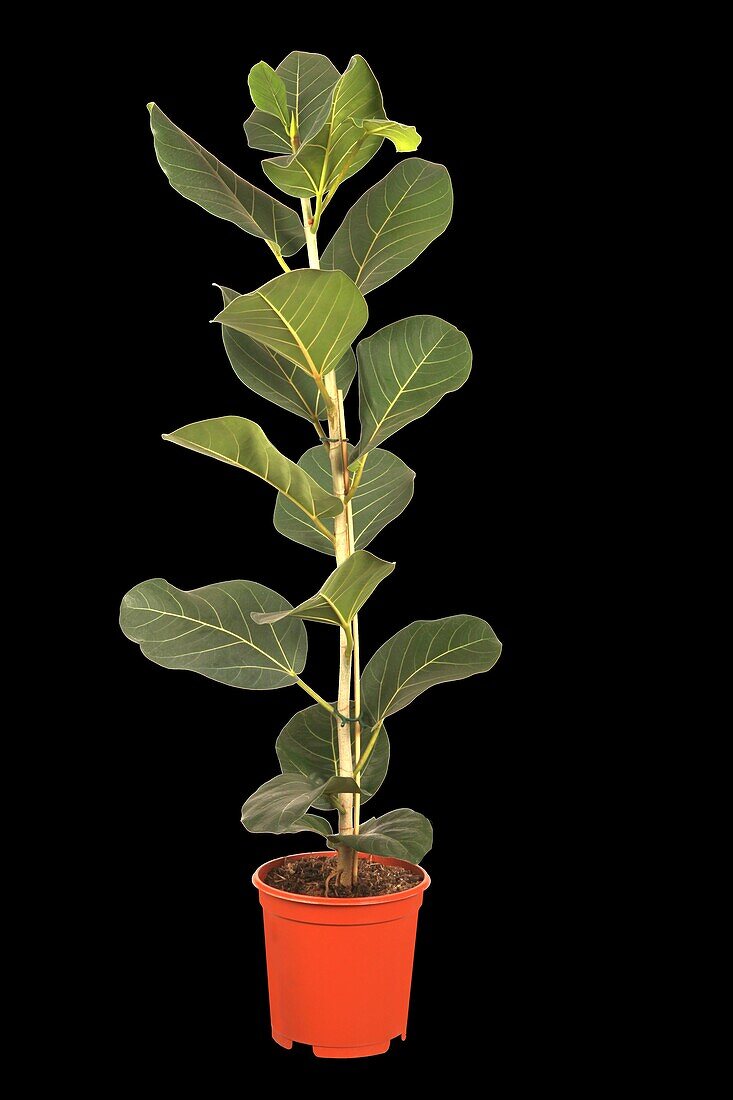 Ficus benghalensis