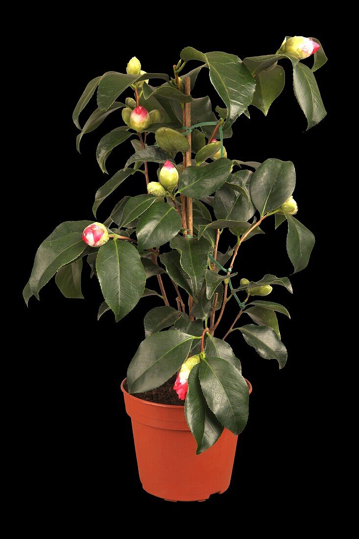 Camellia japonica Francine