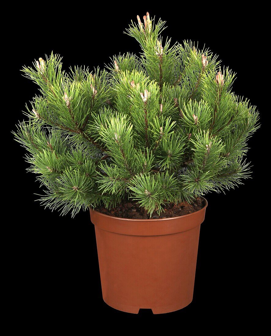 Pinus mugo 'Gnome