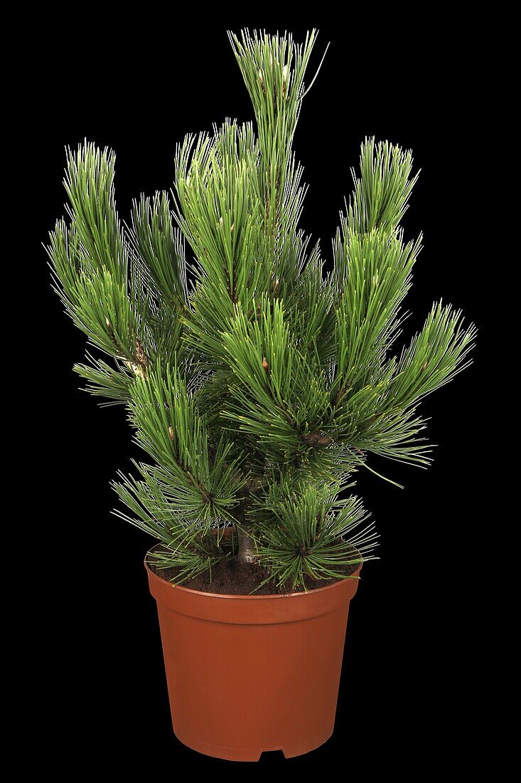 Pinus heldreichii Den Ouden