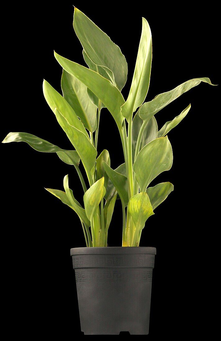 Zantedeschia aethiopica