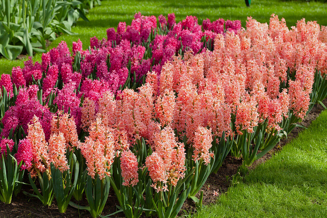 Hyacinthus orientalis 'Gipsy Queen'