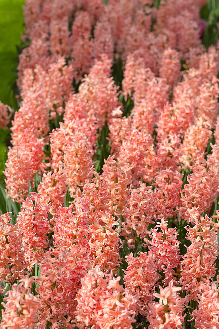 Hyacinthus orientalis 'Gipsy Queen'