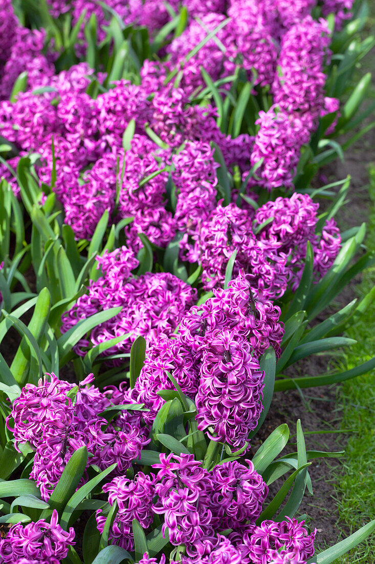 Hyacinthus orientalis 'Purple Sensation'