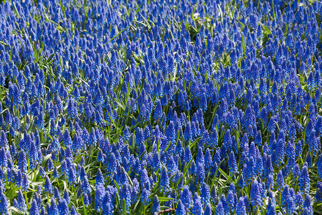 Muscari armeniacum