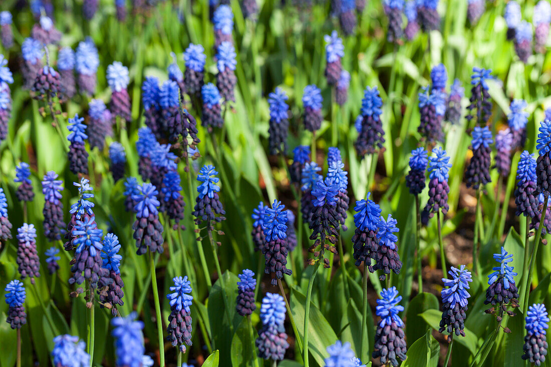 Muscari latifolium