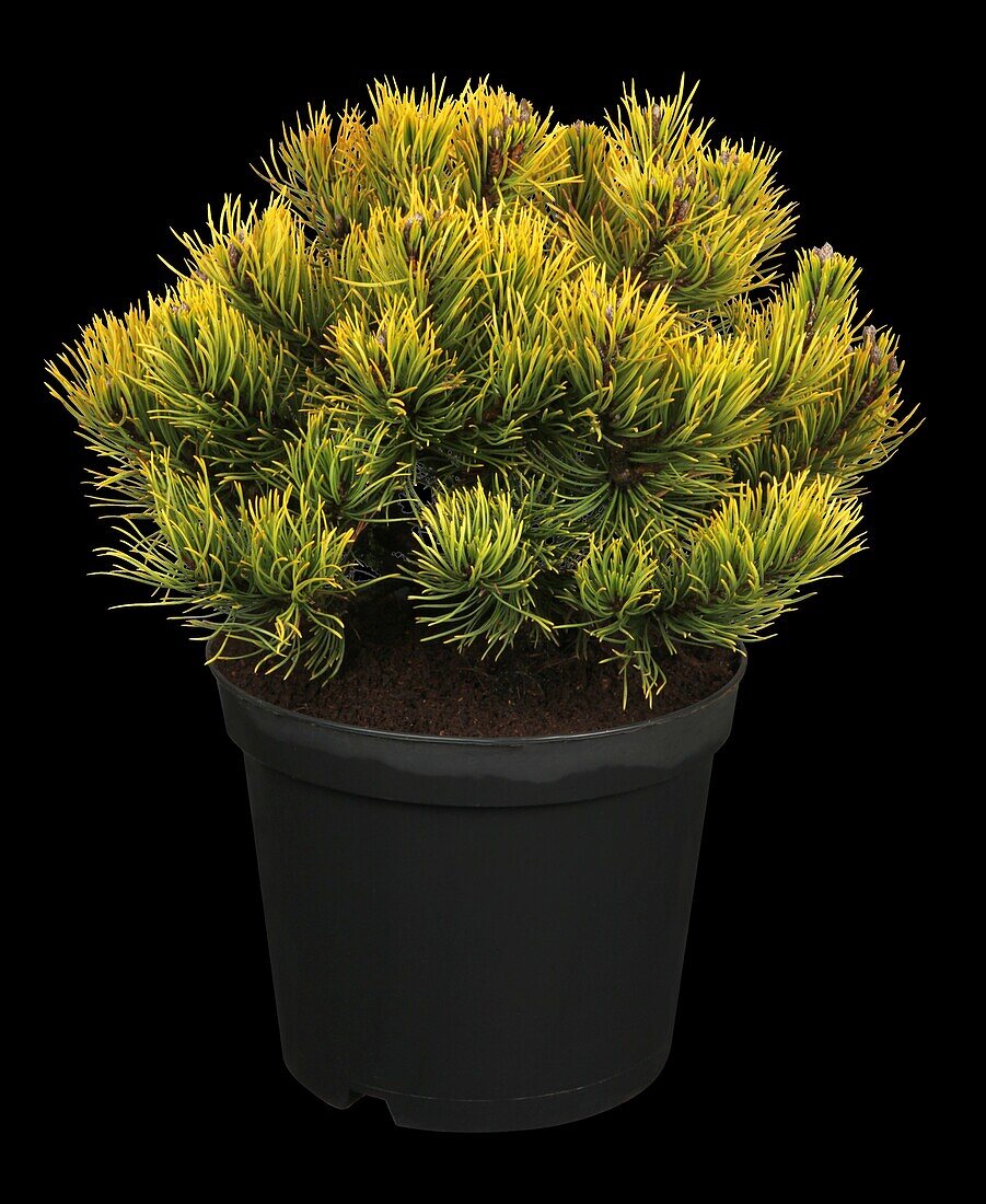 Pinus mugo 'Wintergold'