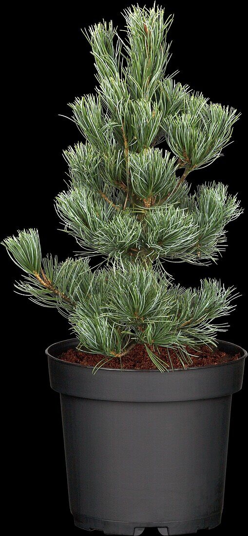 Pinus parviflora 'Glauca'