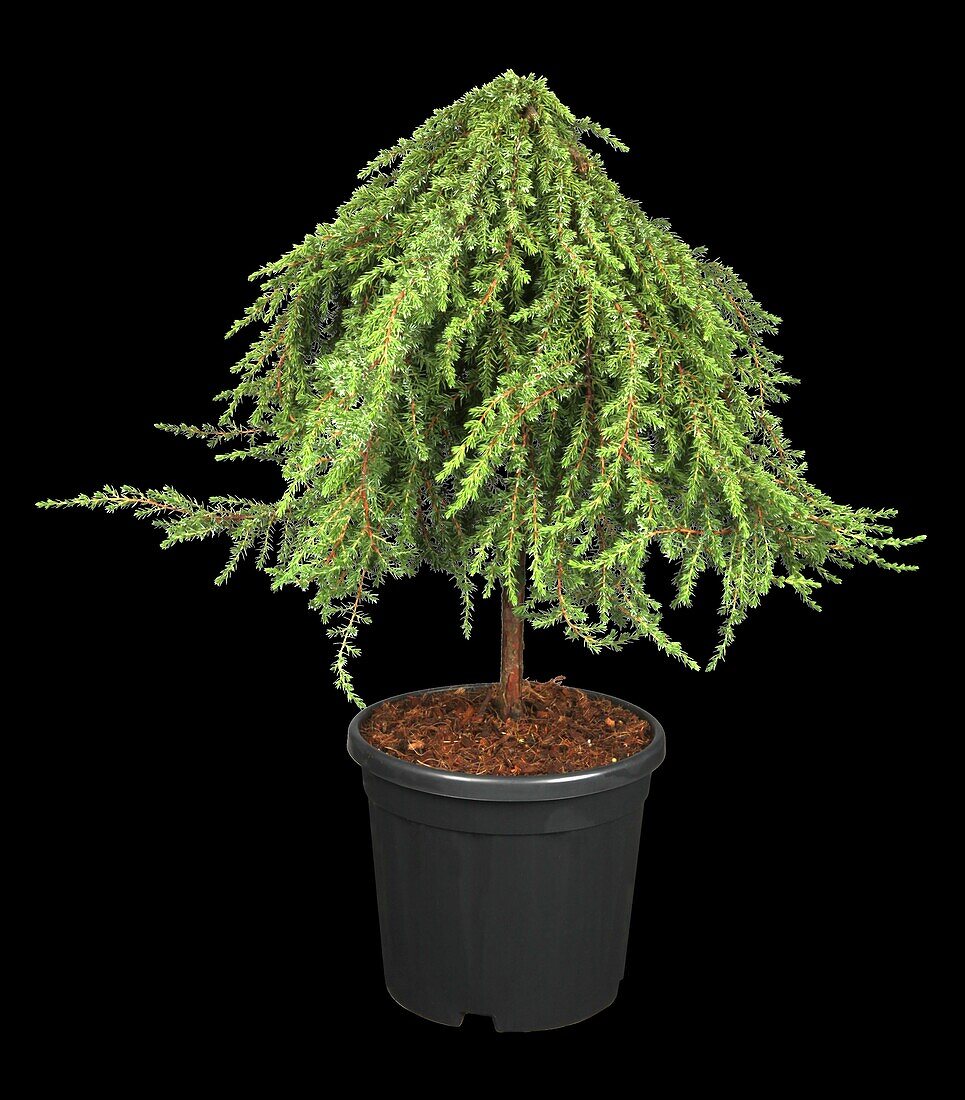 Juniperus communis 'Greenmantle'