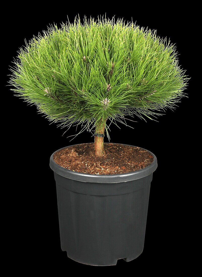 Pinus nigra 'Marie Brégeon'®