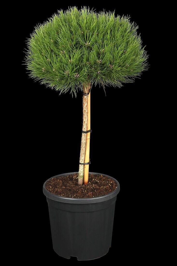 Pinus nigra 'Marie Brégeon'®