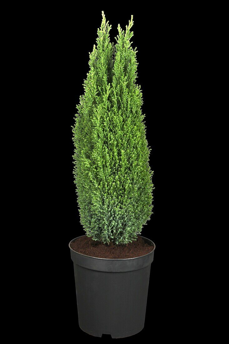 Chamaecyparis lawsoniana 'Ellwood´s Pillar'