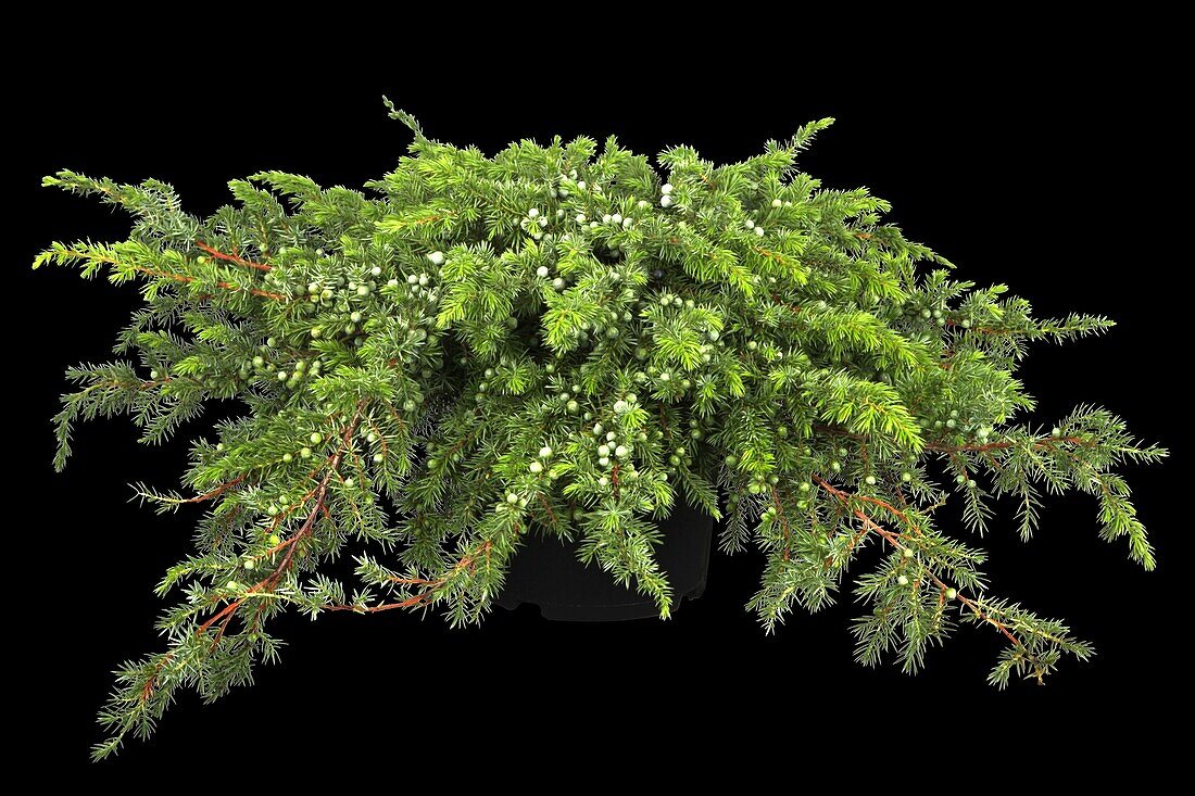Juniperus conferta 'Schlager