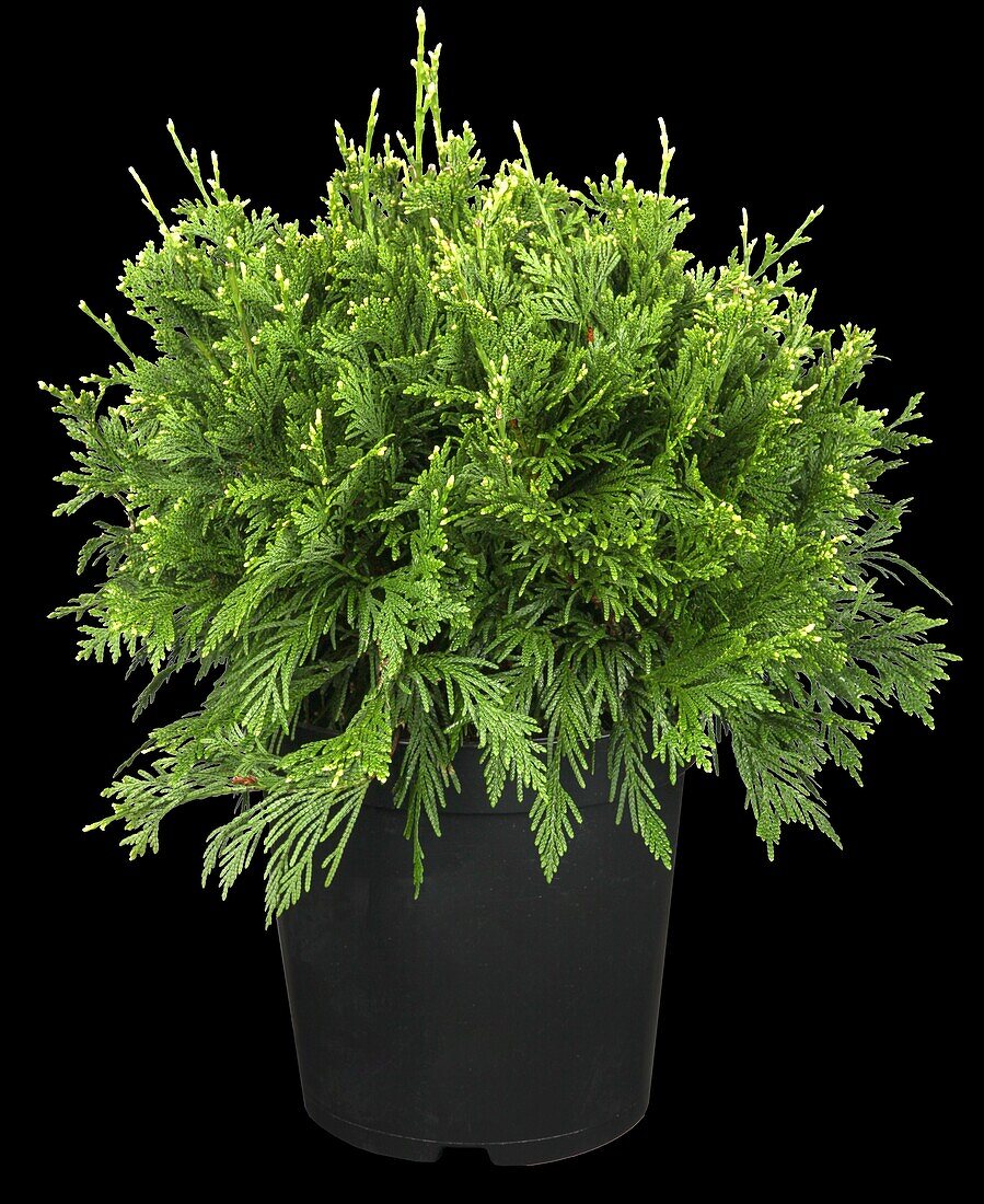 Thuja plicata 'Can-Can'