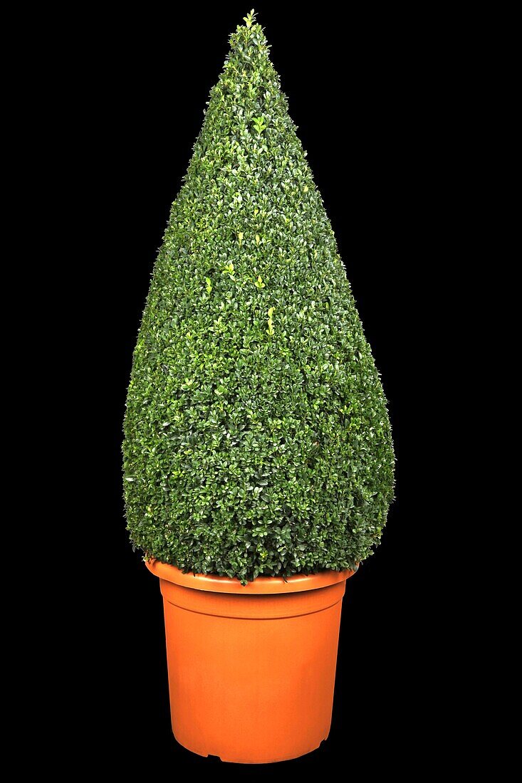 Buxus sempervirens, cone-shaped specimen