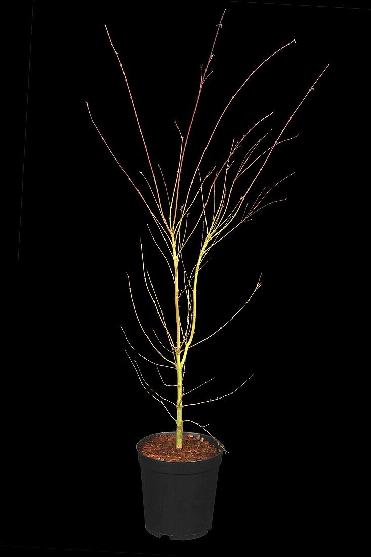 Acer palmatum 'Taylor'(s)