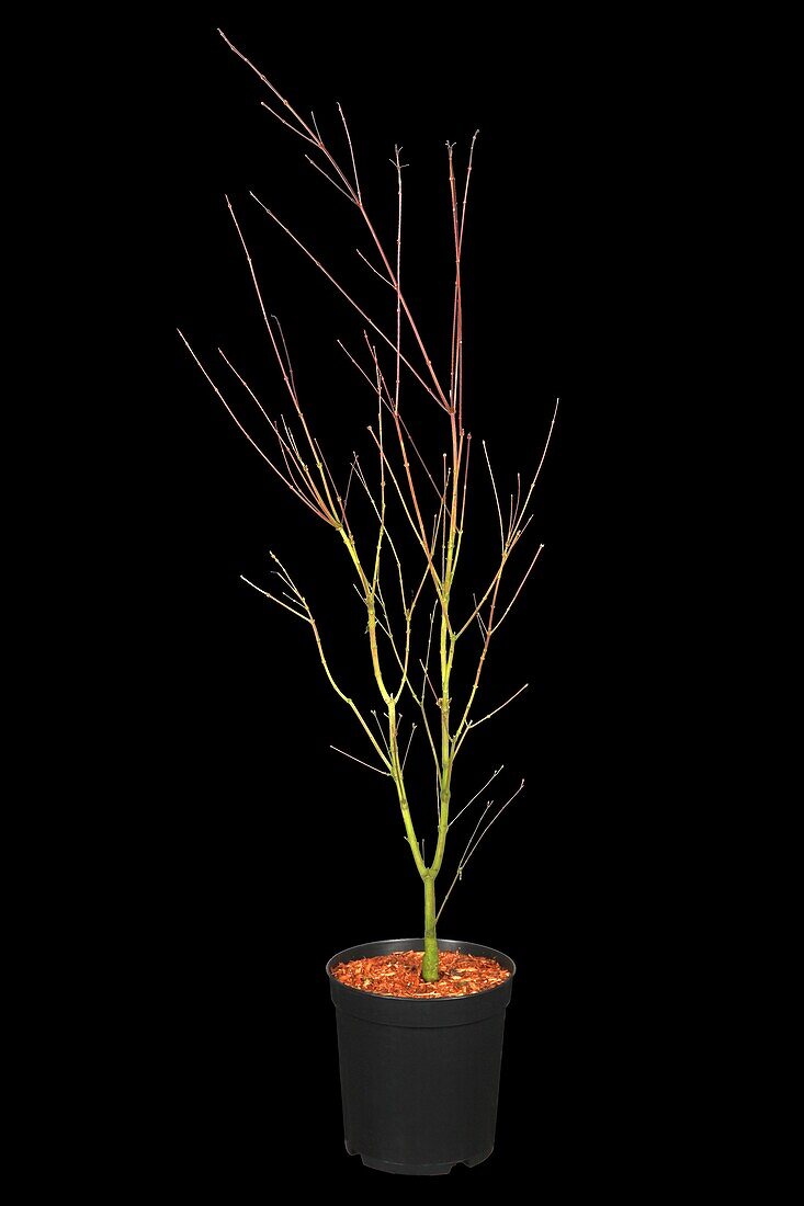 Acer palmatum 'Phoenix