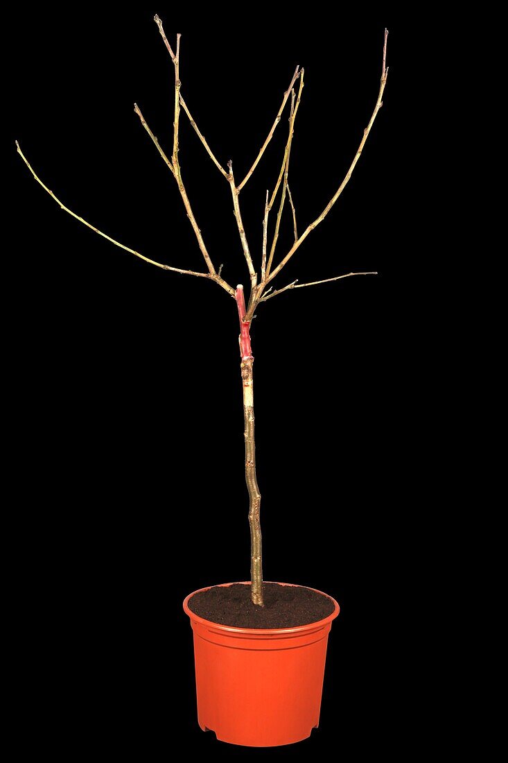 Prunus domestica 'Hanna'