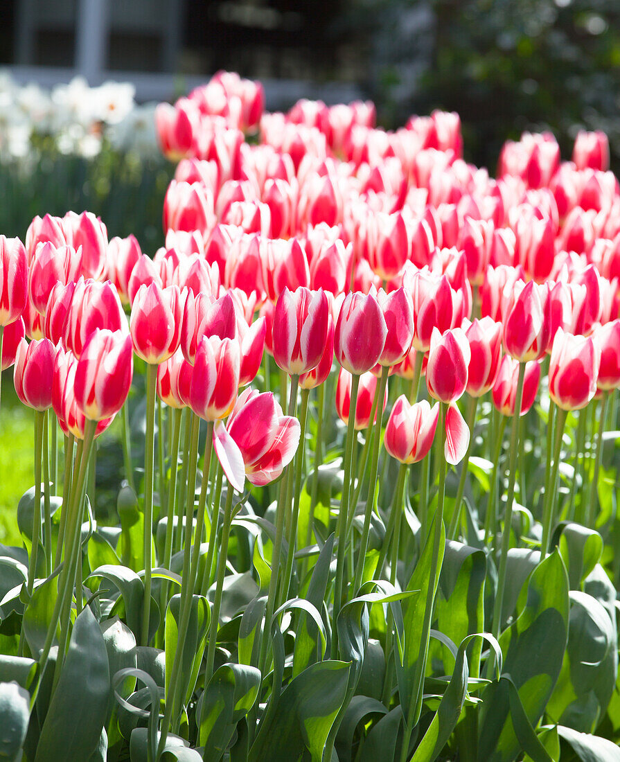 Tulipa 'Candy Apple Delight'