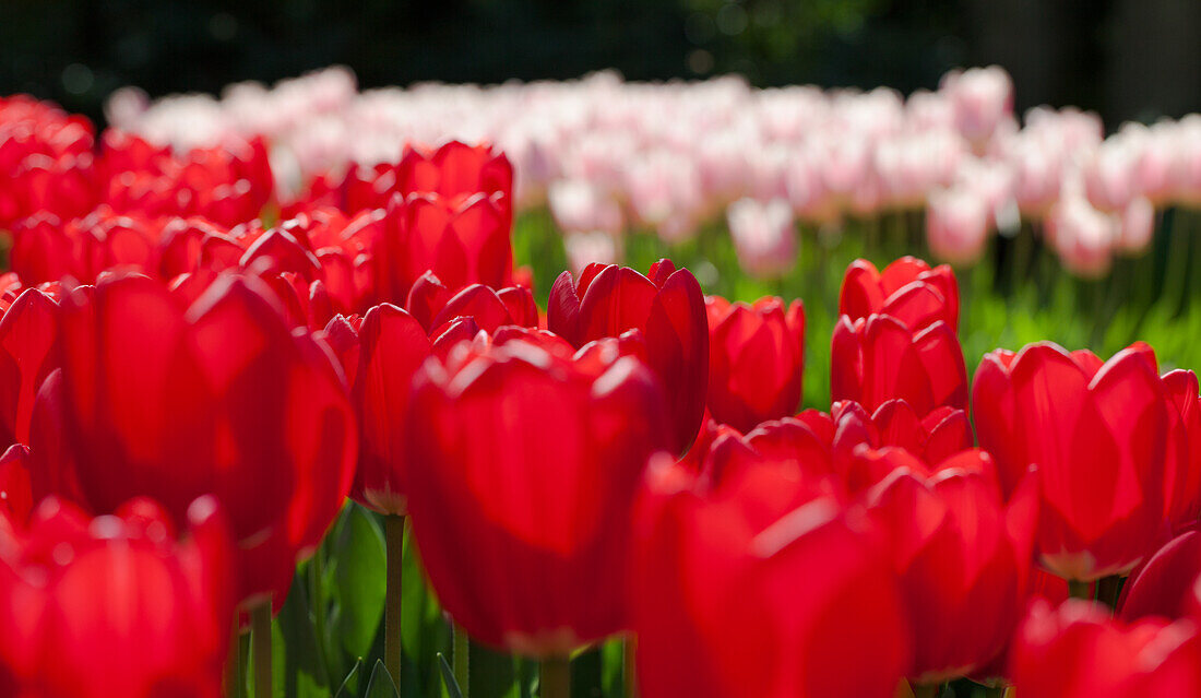 Tulipa Cherry Delight