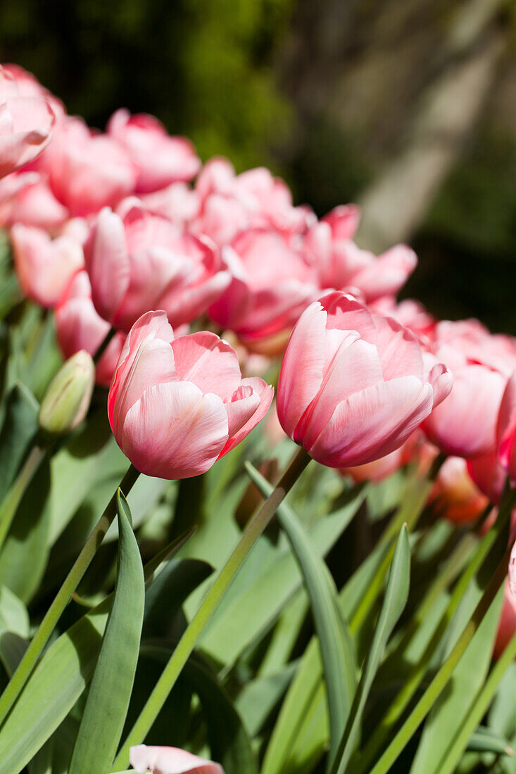 Tulipa 'Pink Impression'