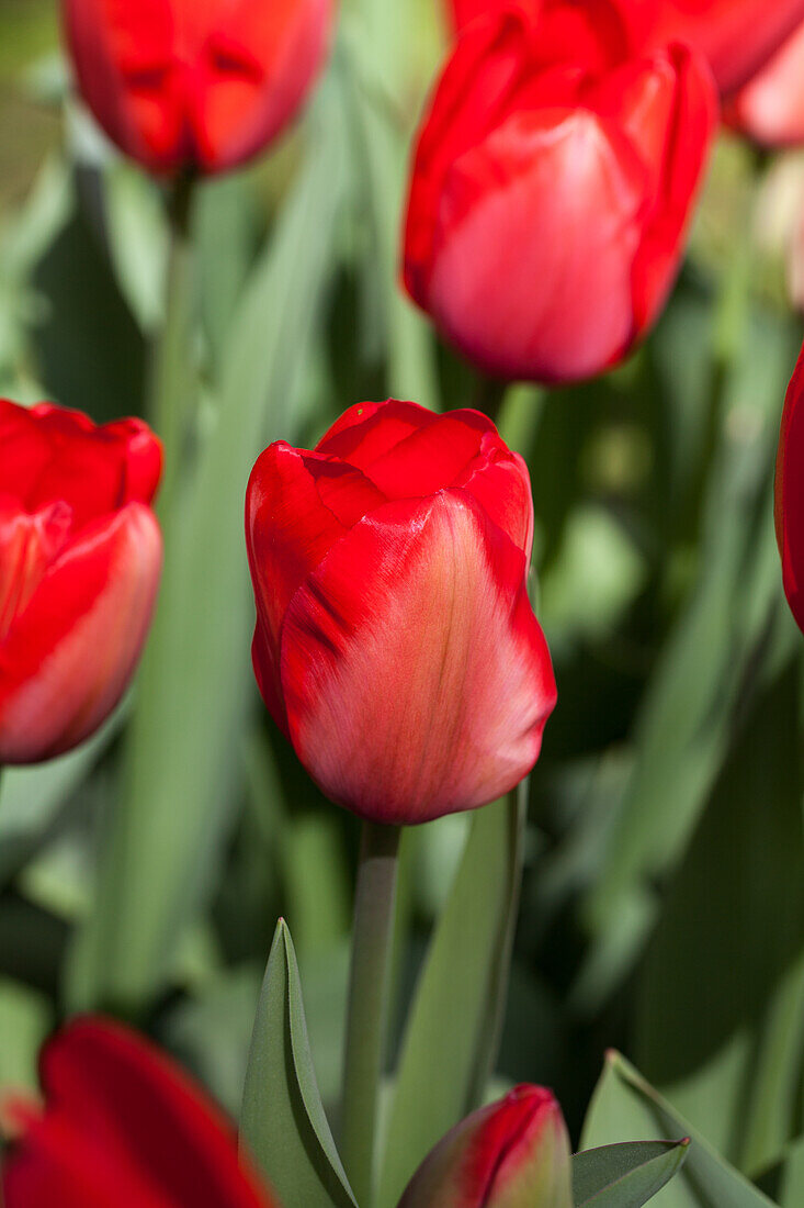 Tulipa 'Red Impression