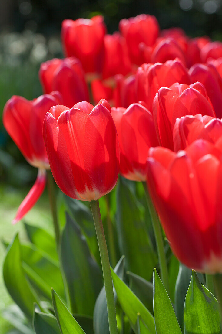 Tulipa Rosy Delight