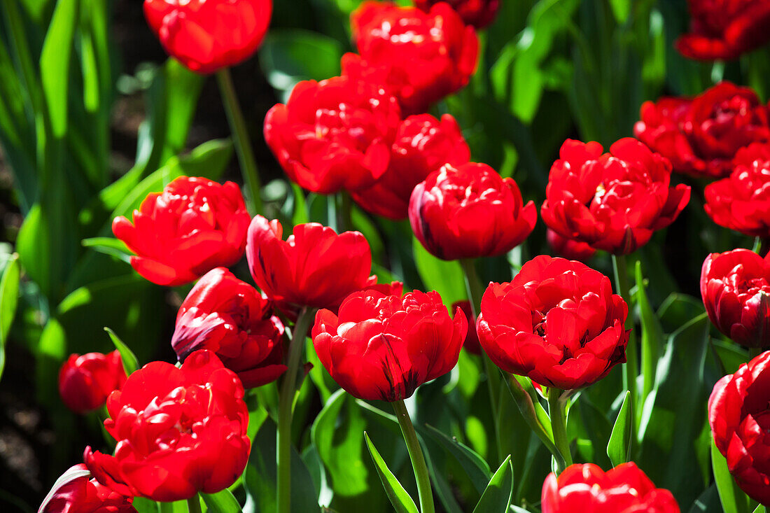 Tulipa 'Red Nova'