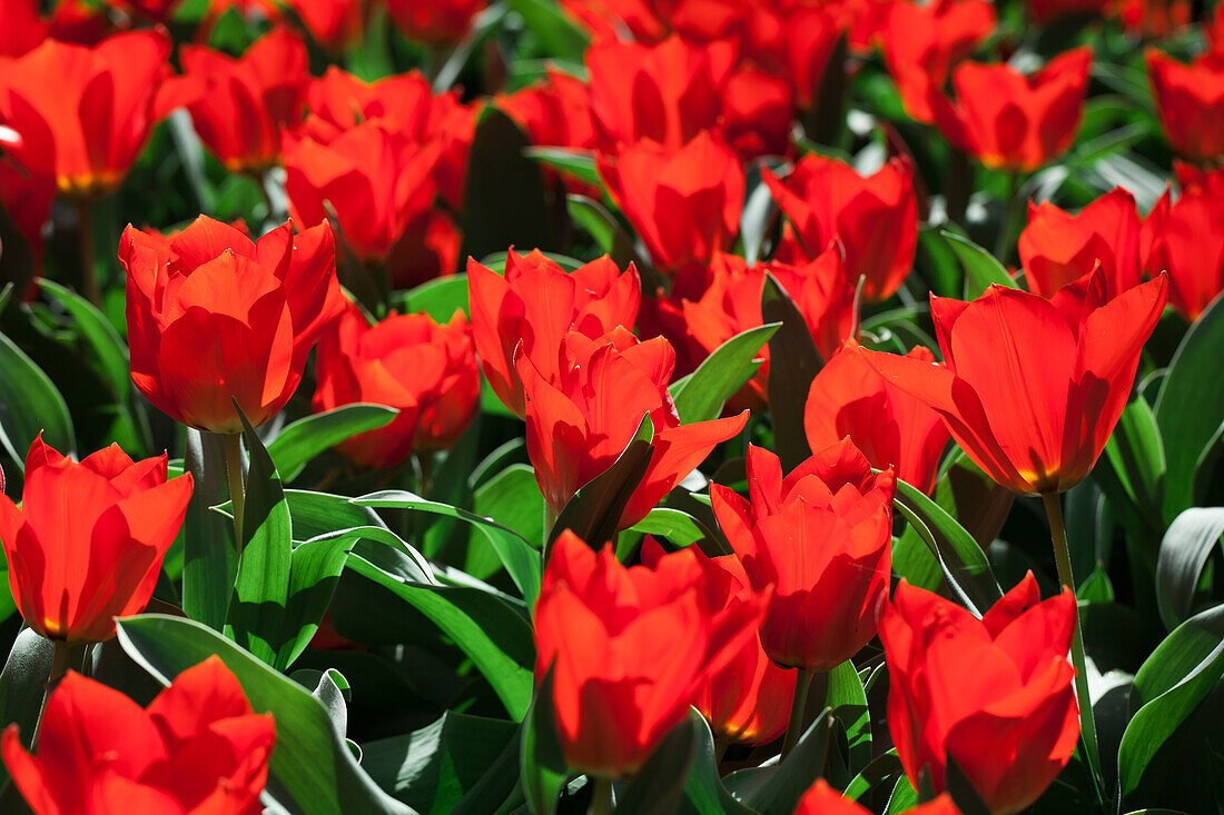 Tulipa fosteriana 'Madame Lefeber'