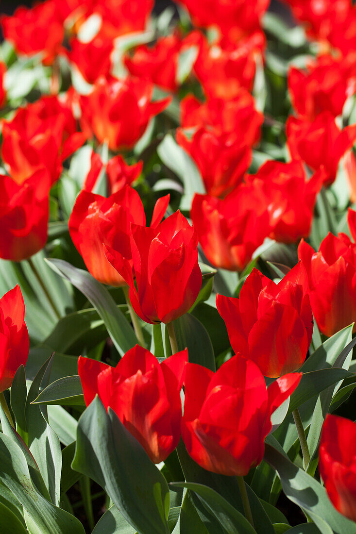 Tulipa fosteriana Madame Lefeber