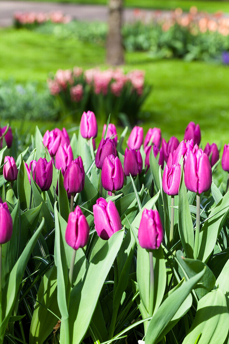 Tulipa 'Purple Prince'