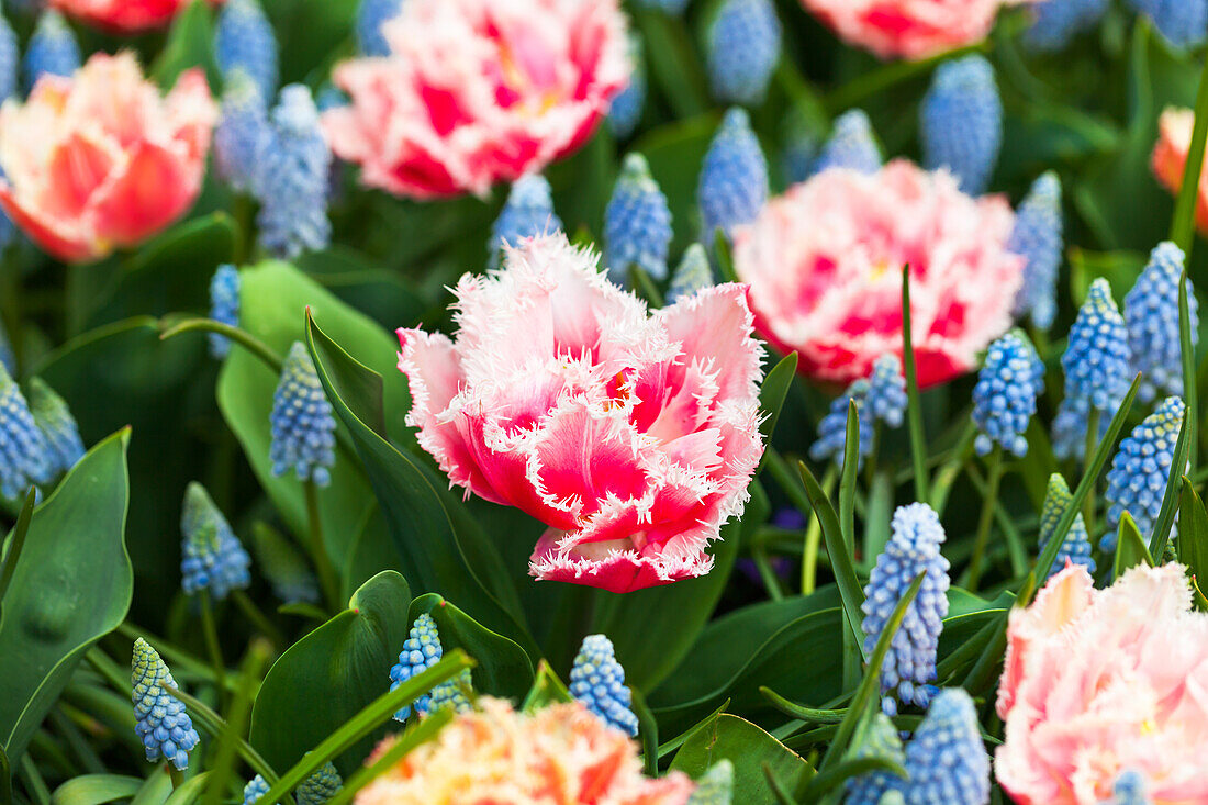 Tulipa 'Queensland