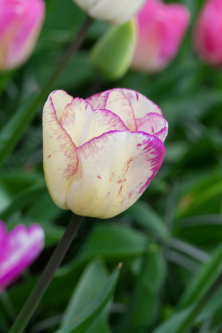 Tulipa 'Shirley'