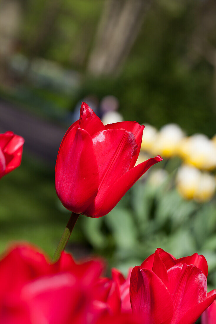 Tulipa, red