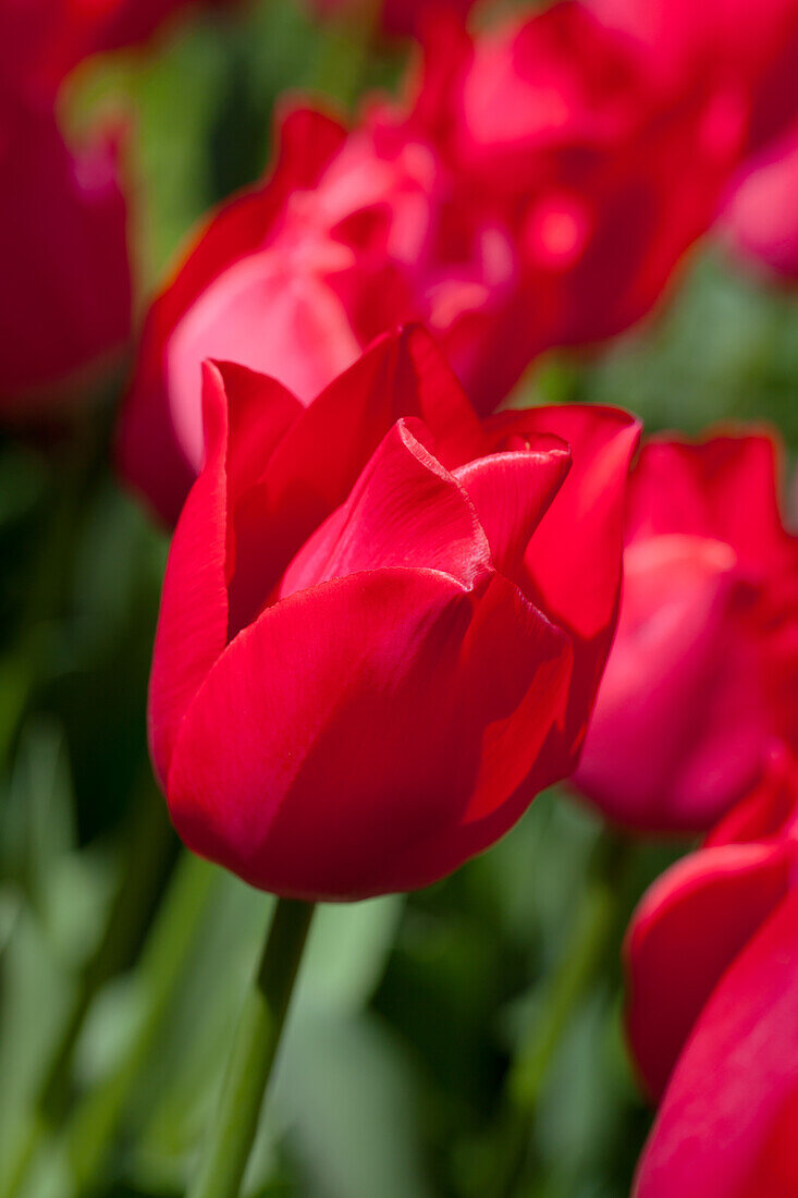 Tulipa, red