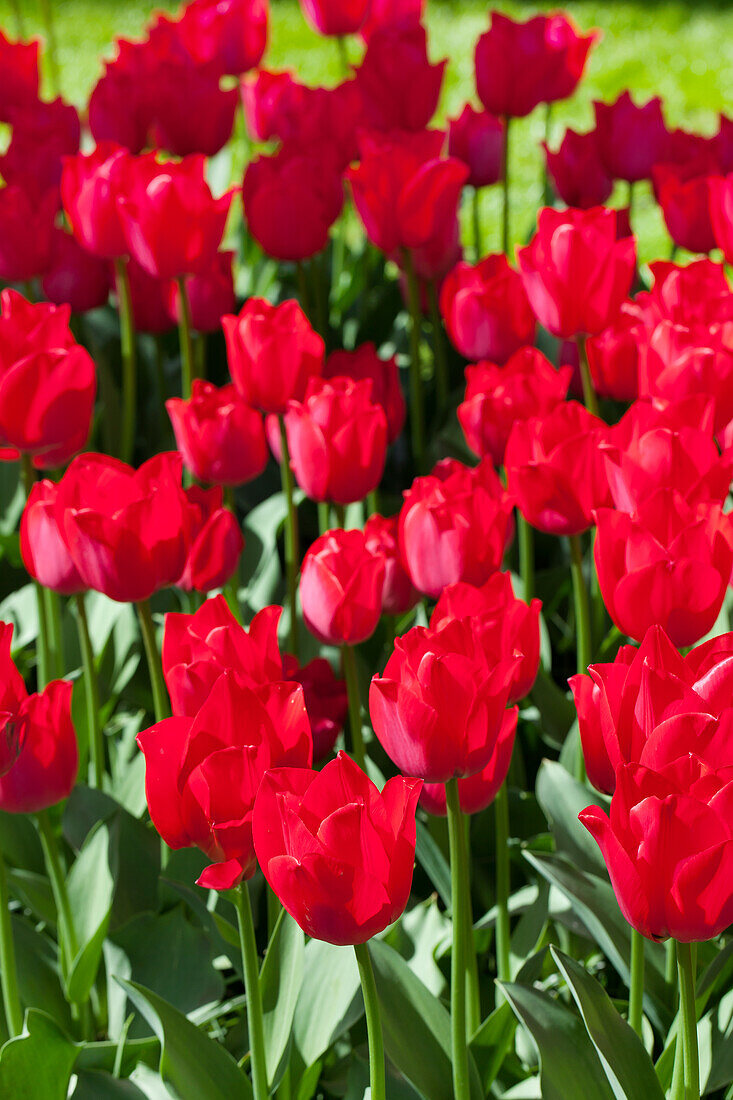 Tulipa, red