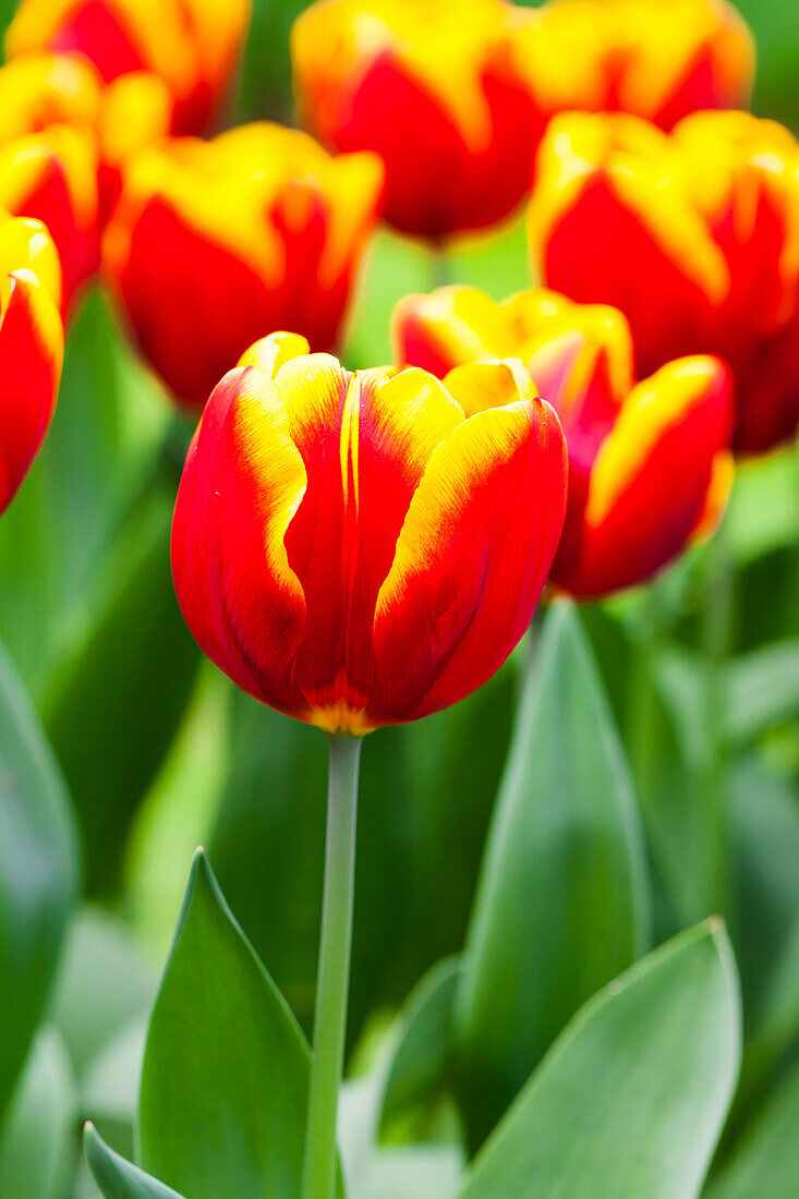 Tulipa 'Uppsala'