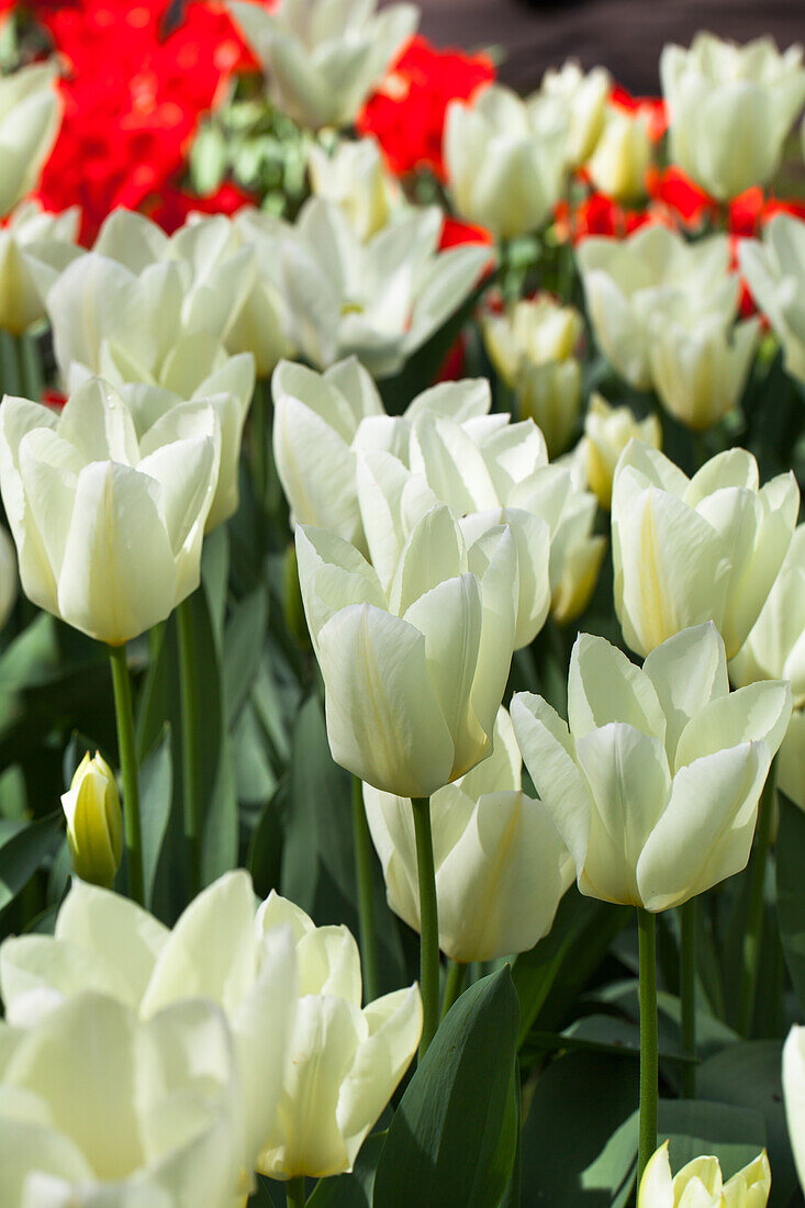 Tulipa fosteriana Purissima