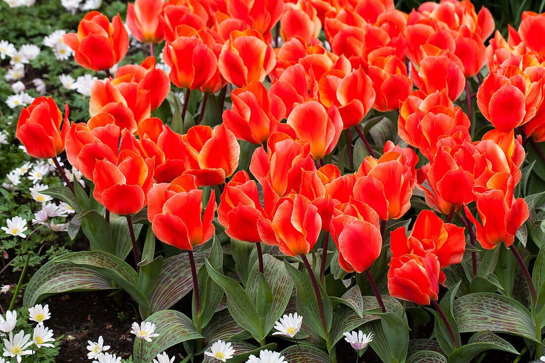 Tulipa greigii 'Corsage'