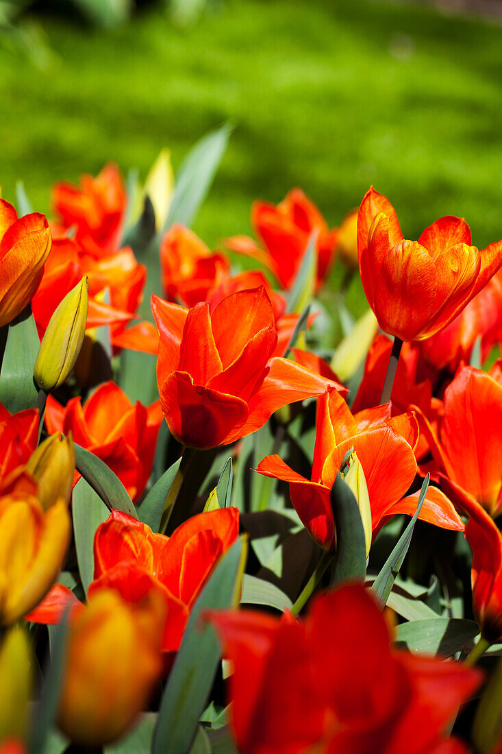 Tulipa kaufmanniana 'Love Song'