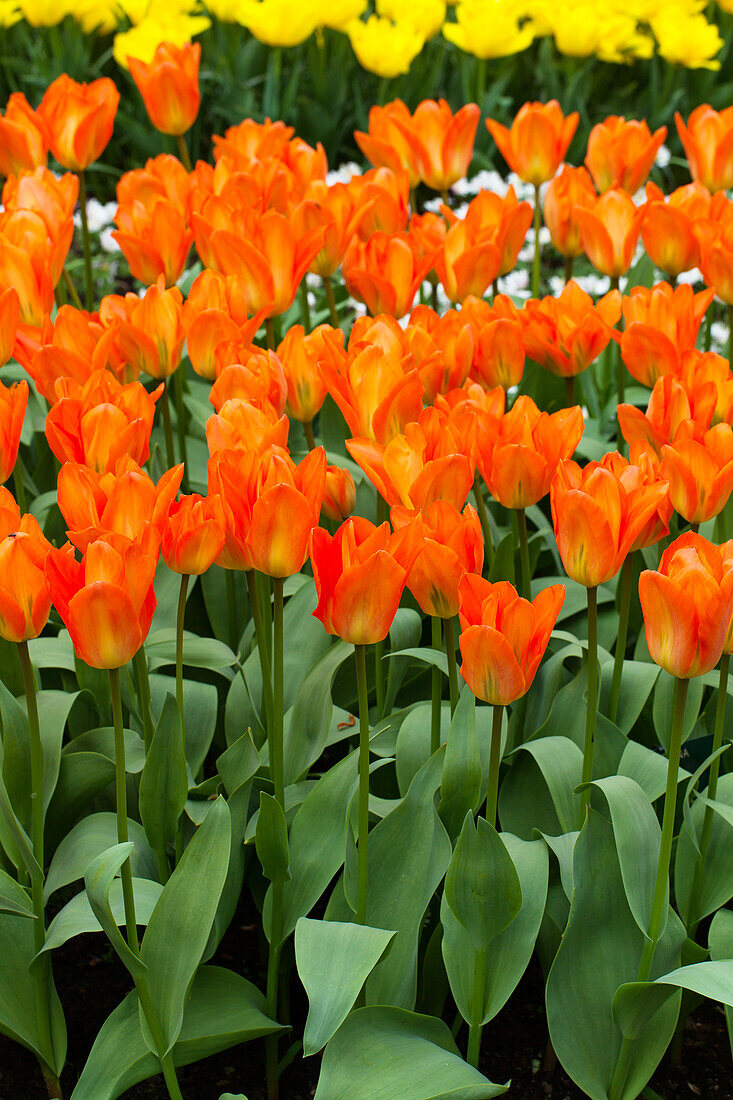 Tulipa fosteriana Orange Emperor