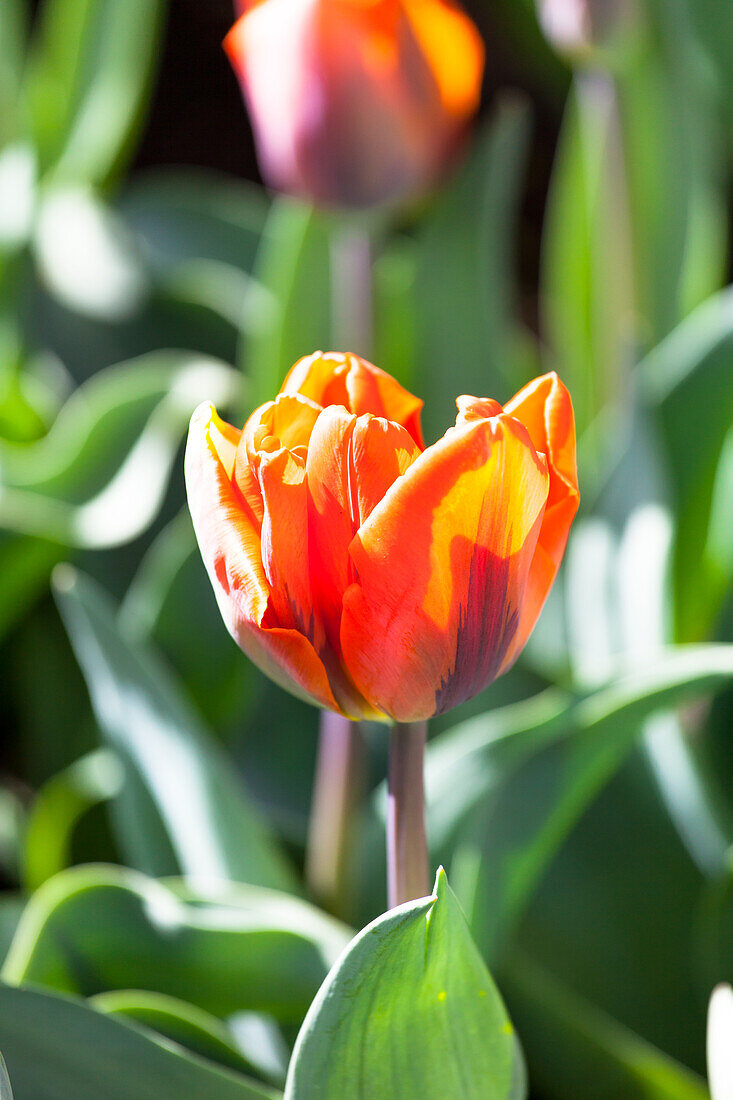 Tulipa 'Hermitage'