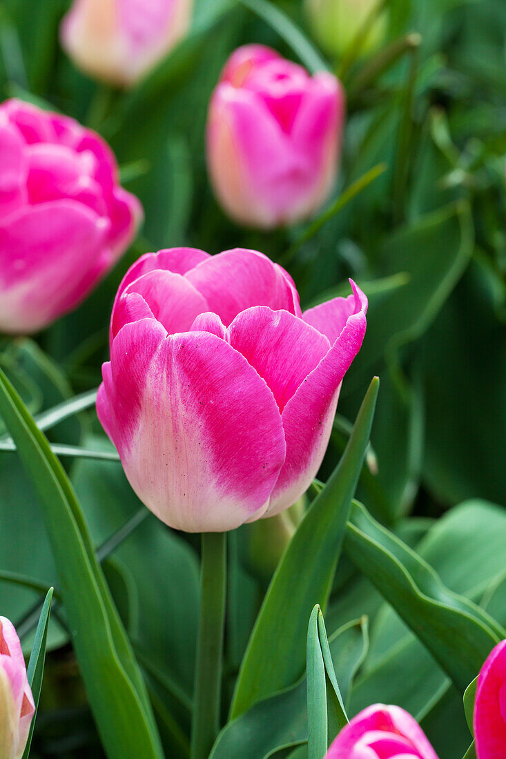 Tulipa 'Innuendo'