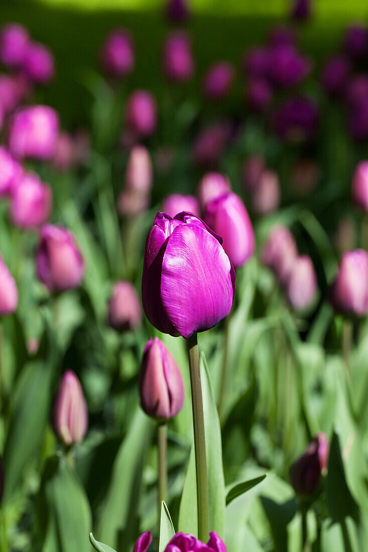 Tulipa 'Negrita'