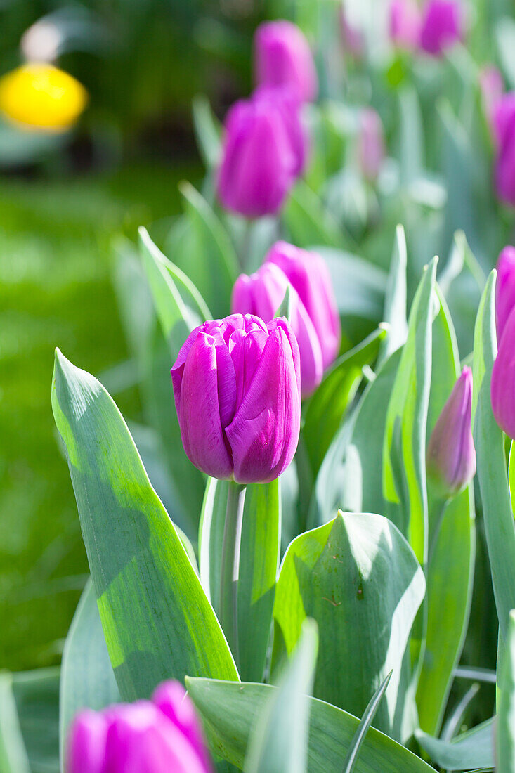 Tulipa 'Purple Flag'