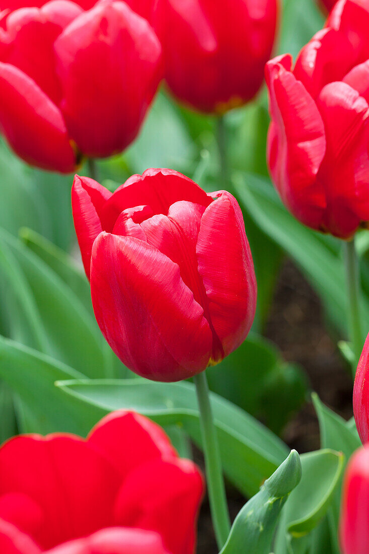 Tulipa 'Rea'