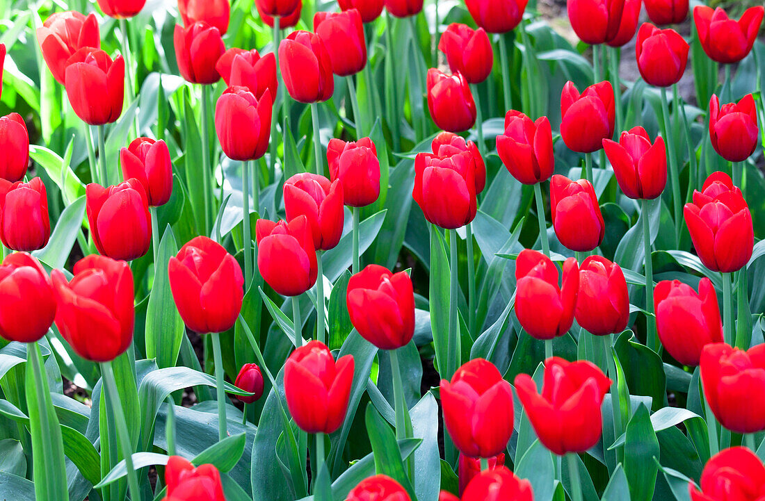 Tulipa 'Red Label